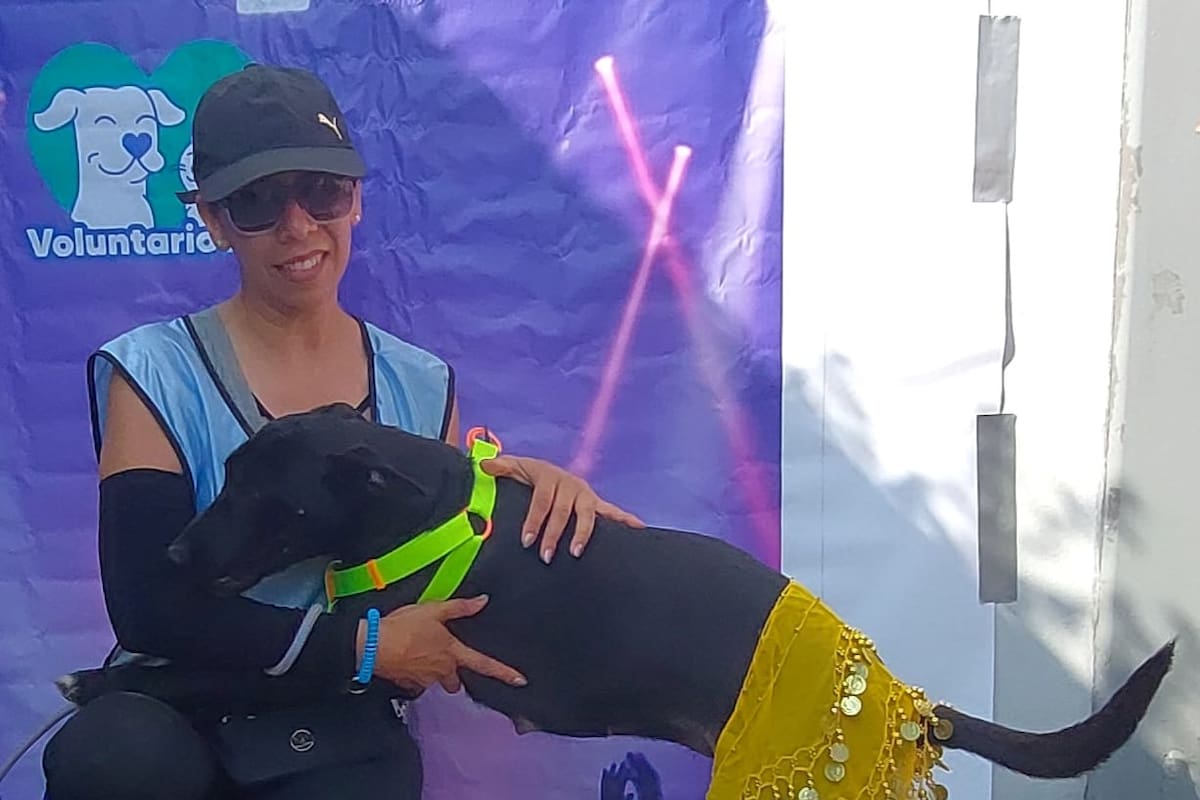 Perros listos para el concierto de Shakira y ser adoptados