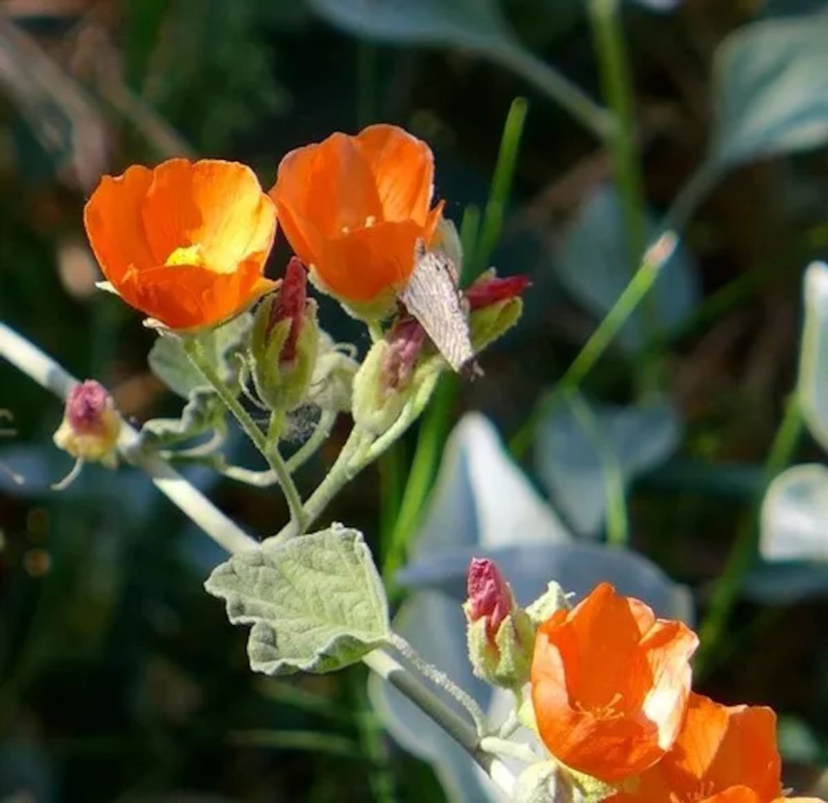 La malva del desierto ofrece flores en diferentes tonalidades l Foto: Cortesía