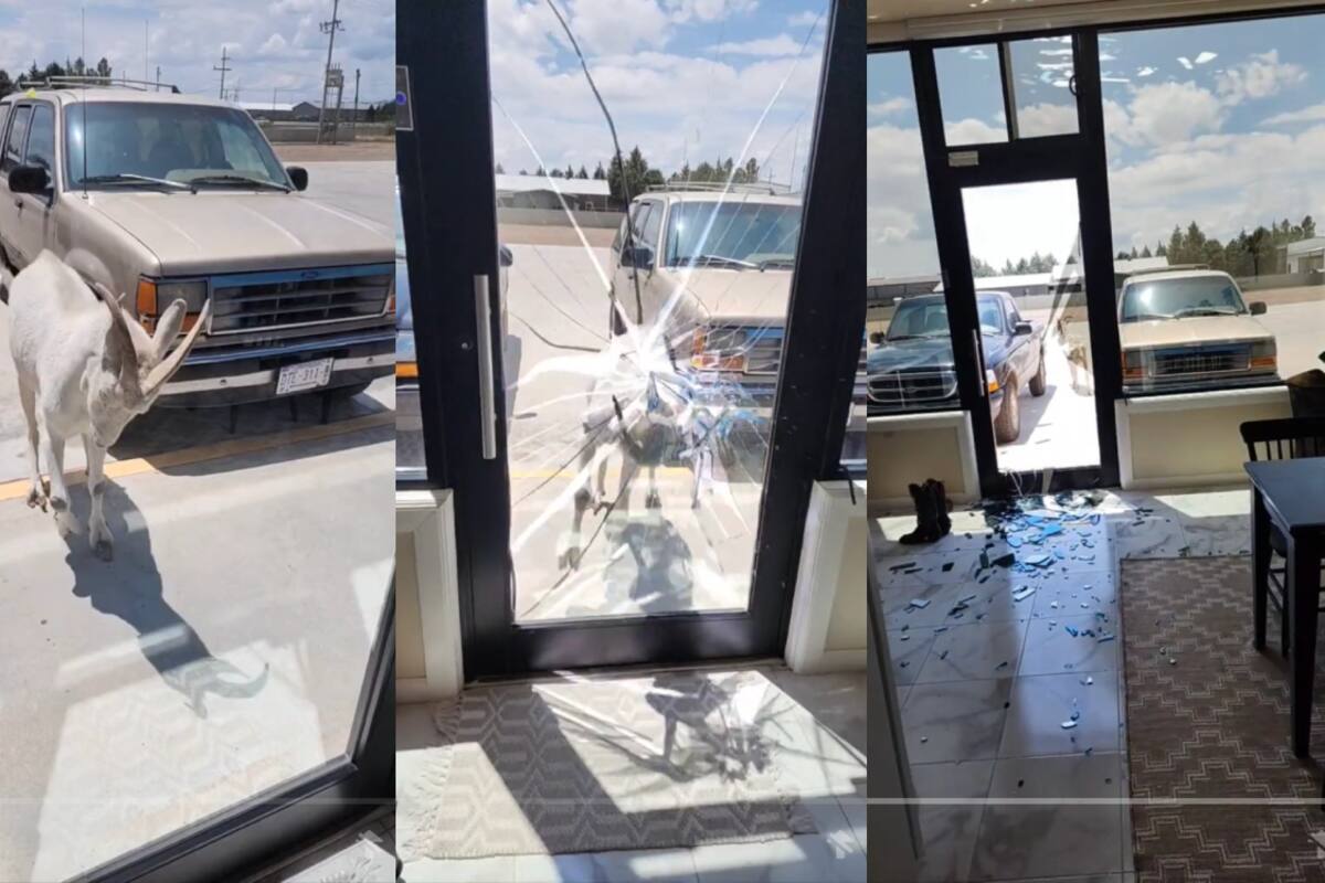 Cabra sorprende a mujer al romper repentinamente la puerta de un local (VIDEO)