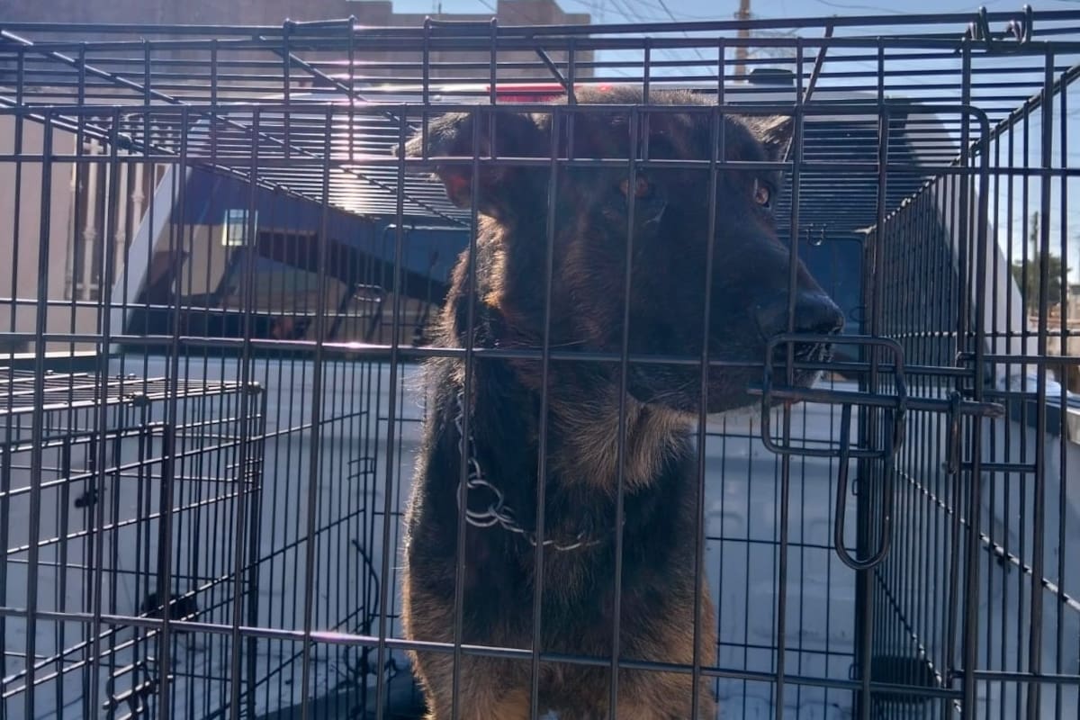 Rescatan a dos perros por maltrato animal en Ensenada