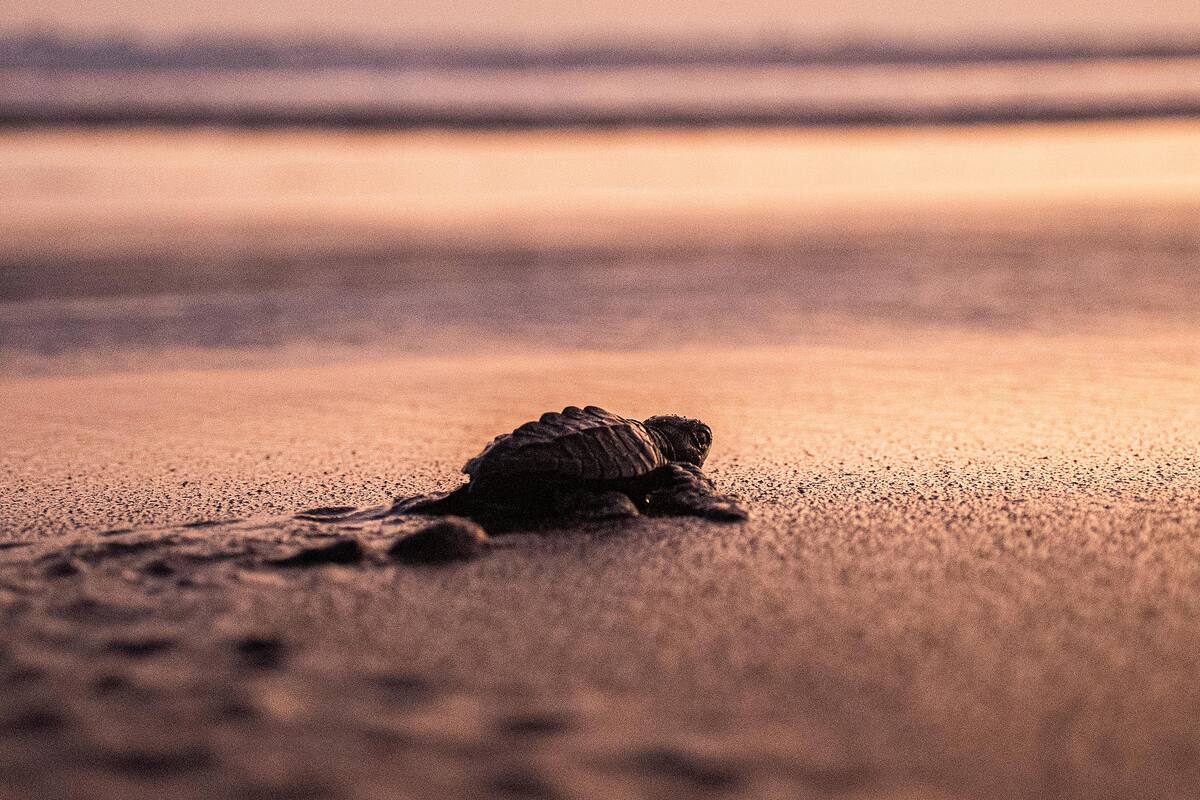 Liberan 90 mil tortugas marinas en la temporada en Yucatán