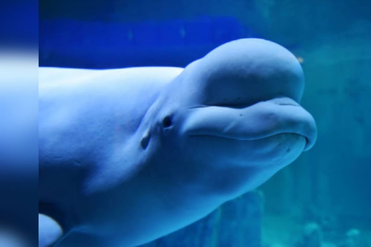 La impresionante inteligencia de la beluga: un vistazo al cerebro del ‘canario del mar’