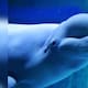 Canadá rechaza exportación de 30 belugas a China para proteger bienestar animal