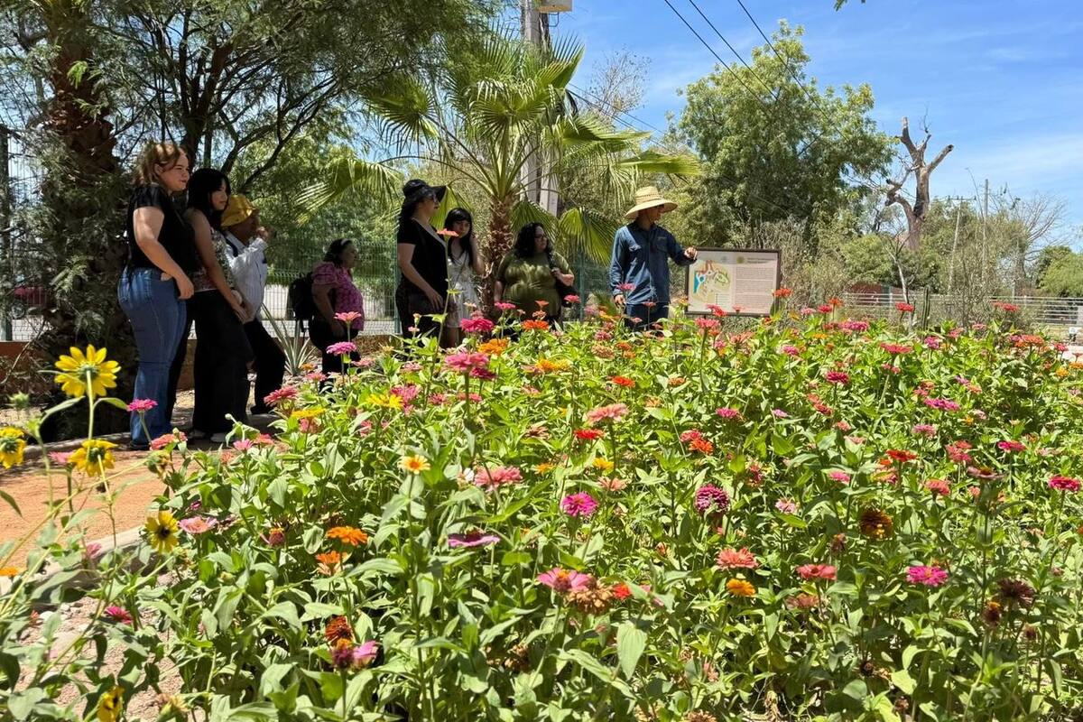 Busca “Aula Viva” de Yoojoara apoyo para ganar concurso estatal