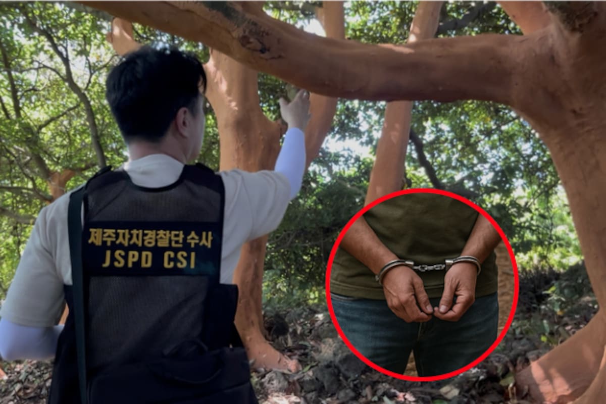 Hombre de 50 años arrestado por pelar más de 100 árboles centenarios para “comerlos como medicina”