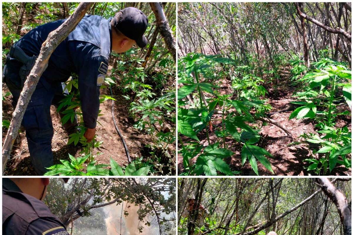 Localizan PEP y Sedena tres plantíos de droga en Ensenada