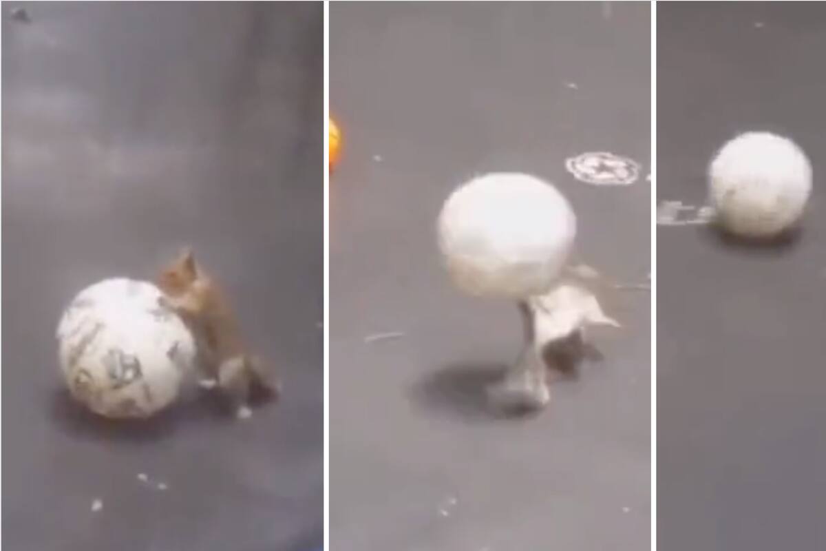 VIDEO: Ardilla se divierte con una pelota y se viraliza