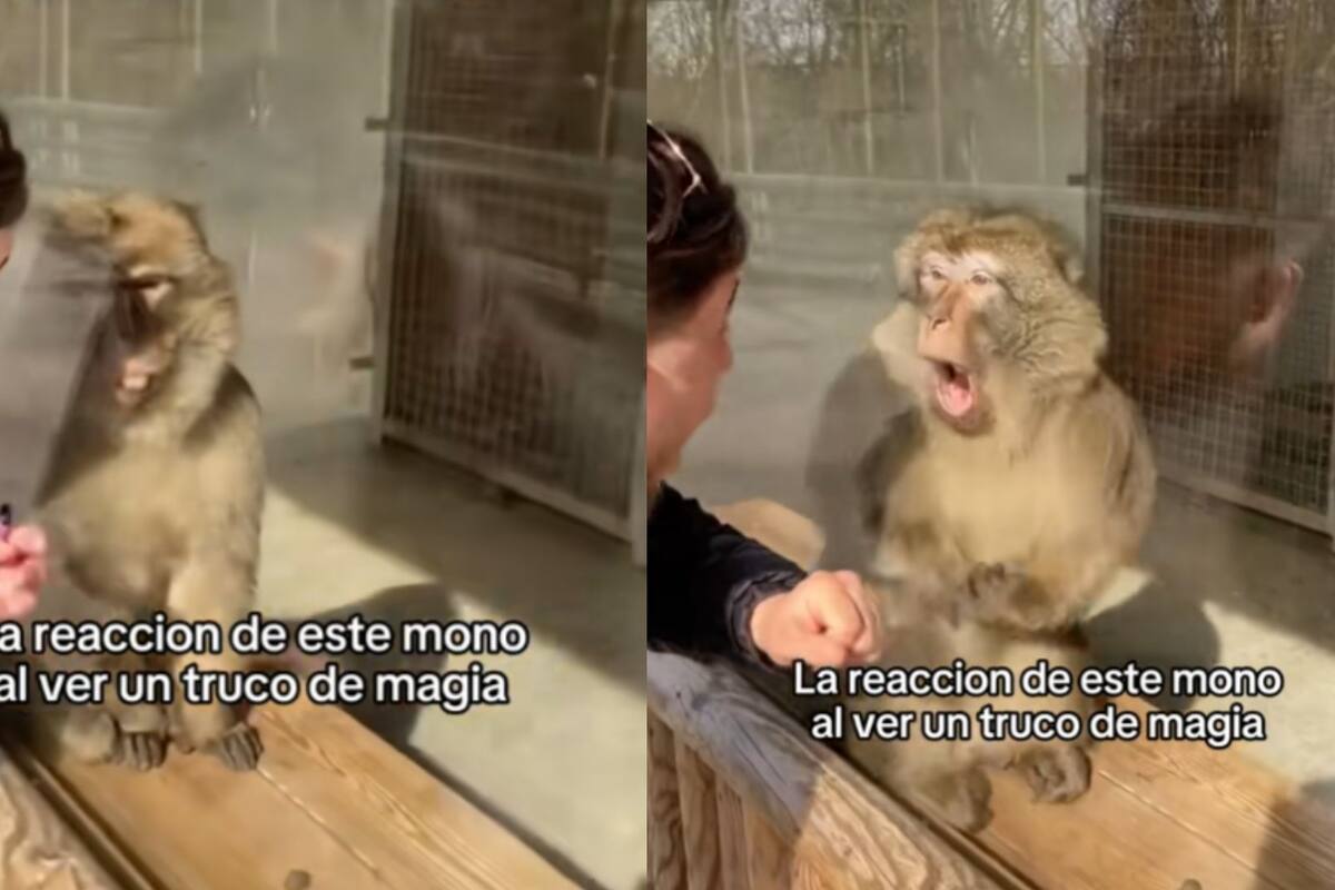 Mono se sorprende al ver un truco de magia