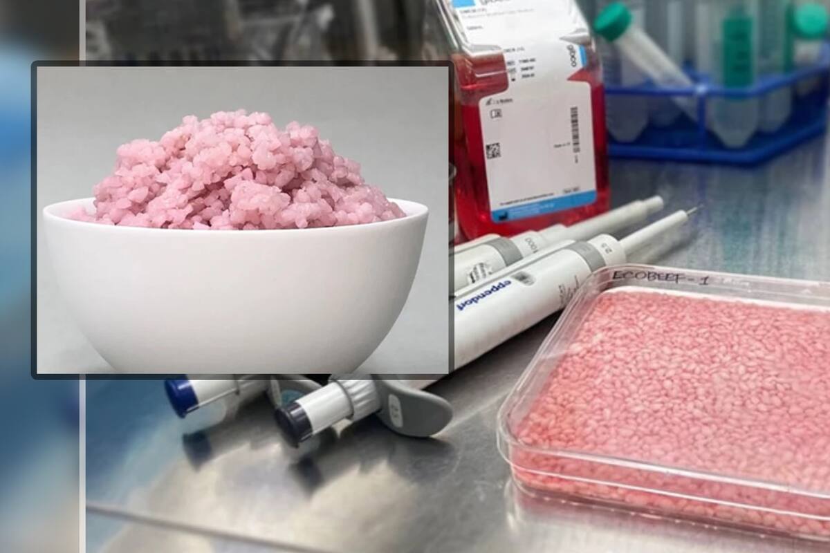 Arroz-carne modificado genéticamente: una alternativa nutricional