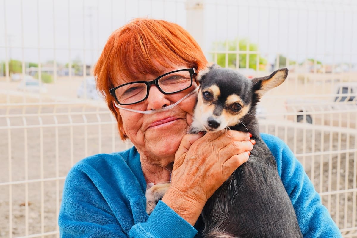 Más de 4 mil esterilizaciones gratuitas en SLRC; buscan frenar sobrepoblación animal