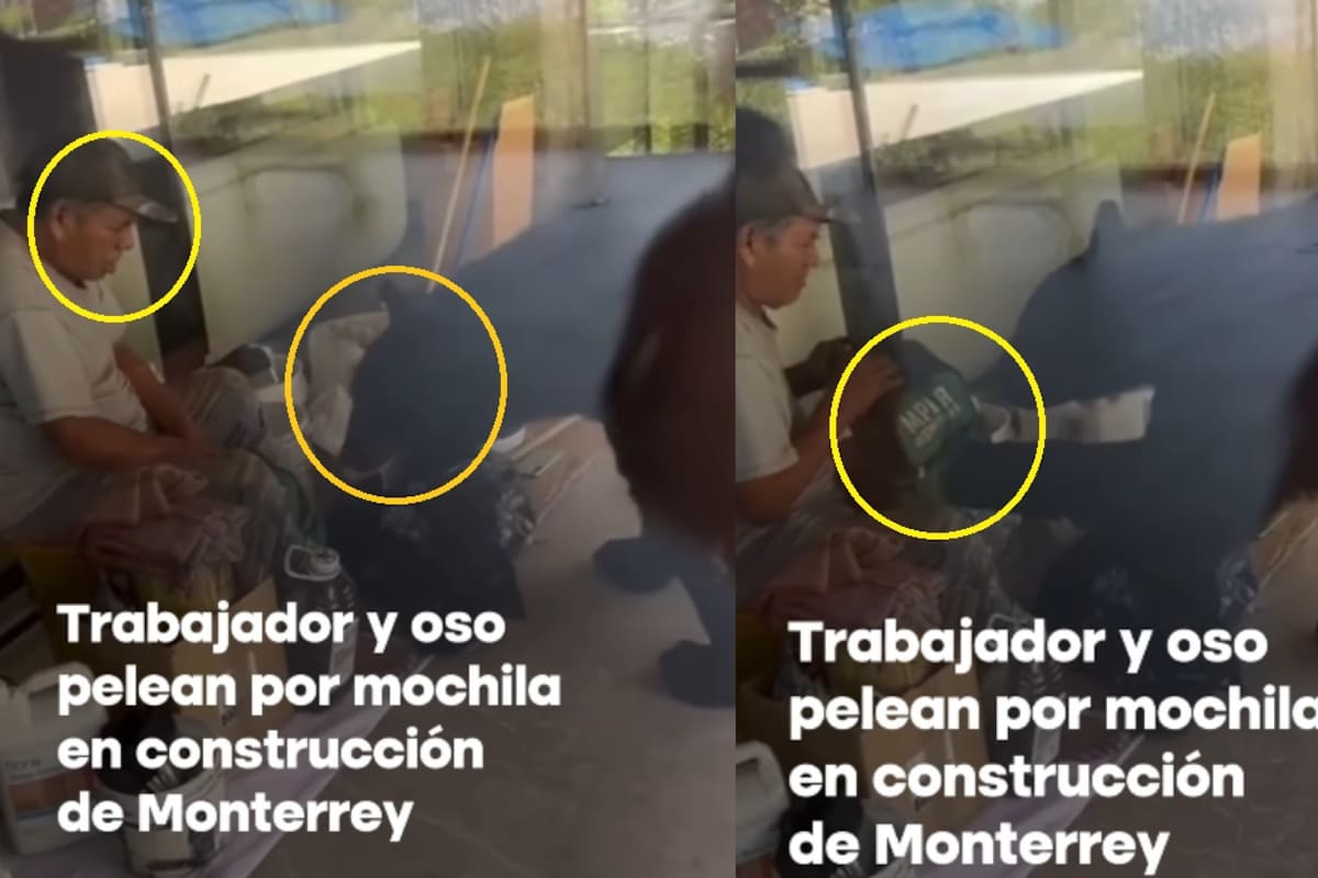 “Ese hombre no le tiene miedo a nada.”: Hombre y oso pelean por mochila y se vuelven virales