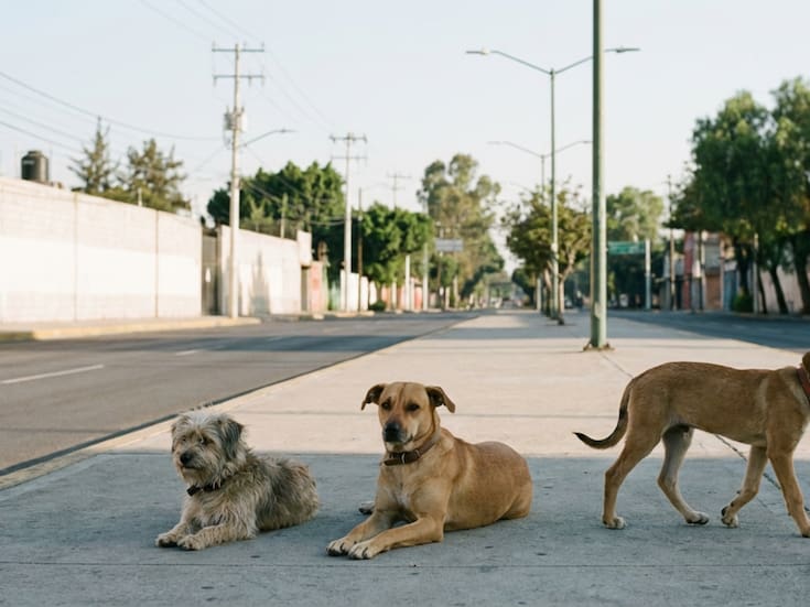 De ser abandonados en peregrinaciones a buscar un hogar: CDMX realiza la primera feria de adopción de “perritos peregrinos” rescatados en diciembre