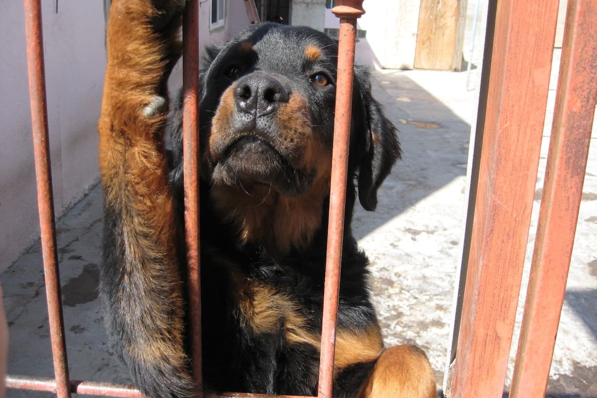 Alertan sobre formas de maltrato hacia mascotas