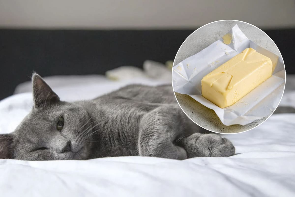 ¿Por qué los gatos no deben comer mantequilla?