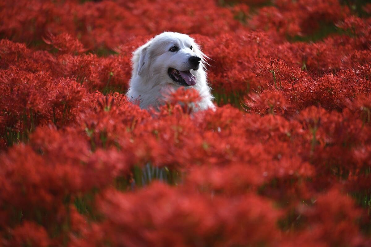 Los perritos también tienen “enfermedades raras”