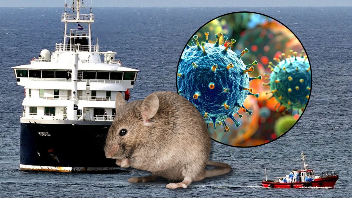 Autoridades buscan a casi 40 pasajeros del crucero MV Hondius tras un brote mortal de hantavirus que dejó tres muertos, varios enfermos y activó alertas sanitarias internacionales