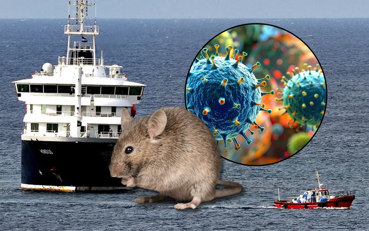 Cerca de 40 pasajeros del crucero MV Hondius salieron sin rastreo sanitario tras brote de hantavirus que dejó tres muertos. Foto: AP, Canvas
