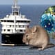 Autoridades buscan a casi 40 pasajeros del crucero MV Hondius tras un brote mortal de hantavirus que dejó tres muertos, varios enfermos y activó alertas sanitarias internacionales