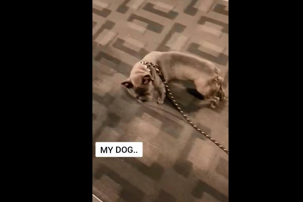 TikTok: Perrito se escapa de su dueño de una manera "divertida"