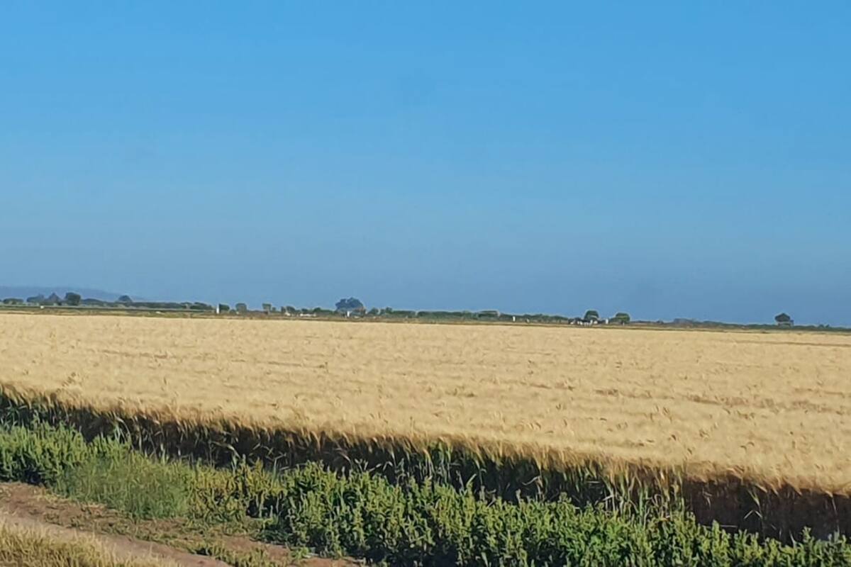 Prevén bajos rendimientos de trigo en Sur de Sonora