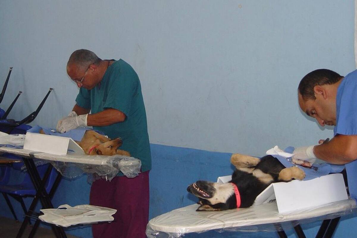 Realizarán en Rosarito la primera campaña masiva de esterilización de mascotas
