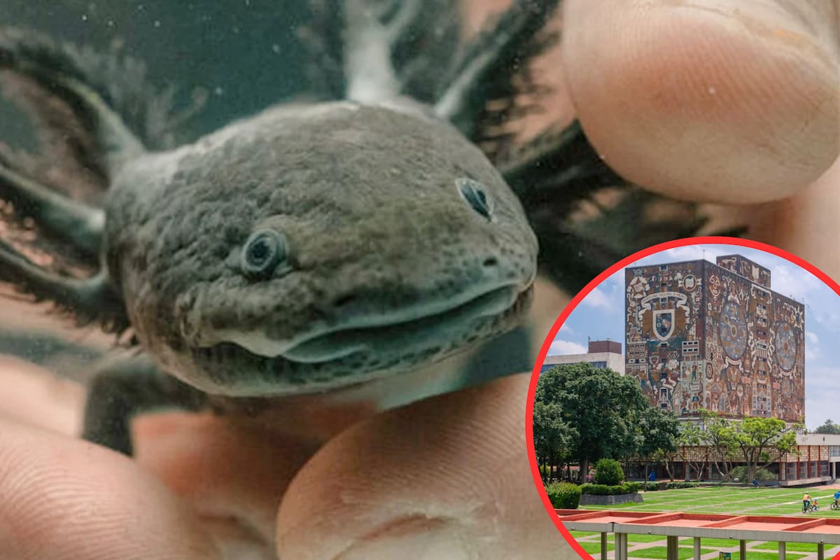 El ajolote podría desaparecer en 2025 según la UNAM