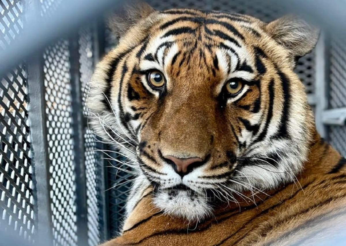 En el sitio también fue encontrado un tigre.