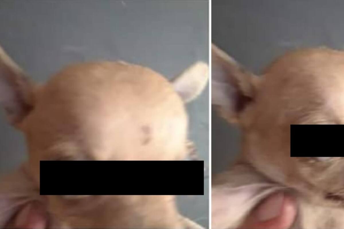 Mujer pone en adopción a pequeño Chihuahua por infección en ojos
