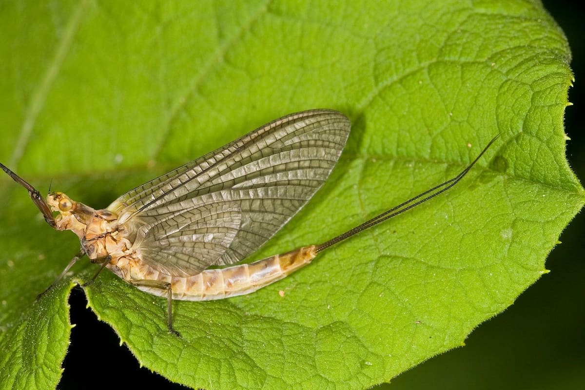 Éste es el animal que sólo vive 24 horas, no come y sólo vive para reproducirse