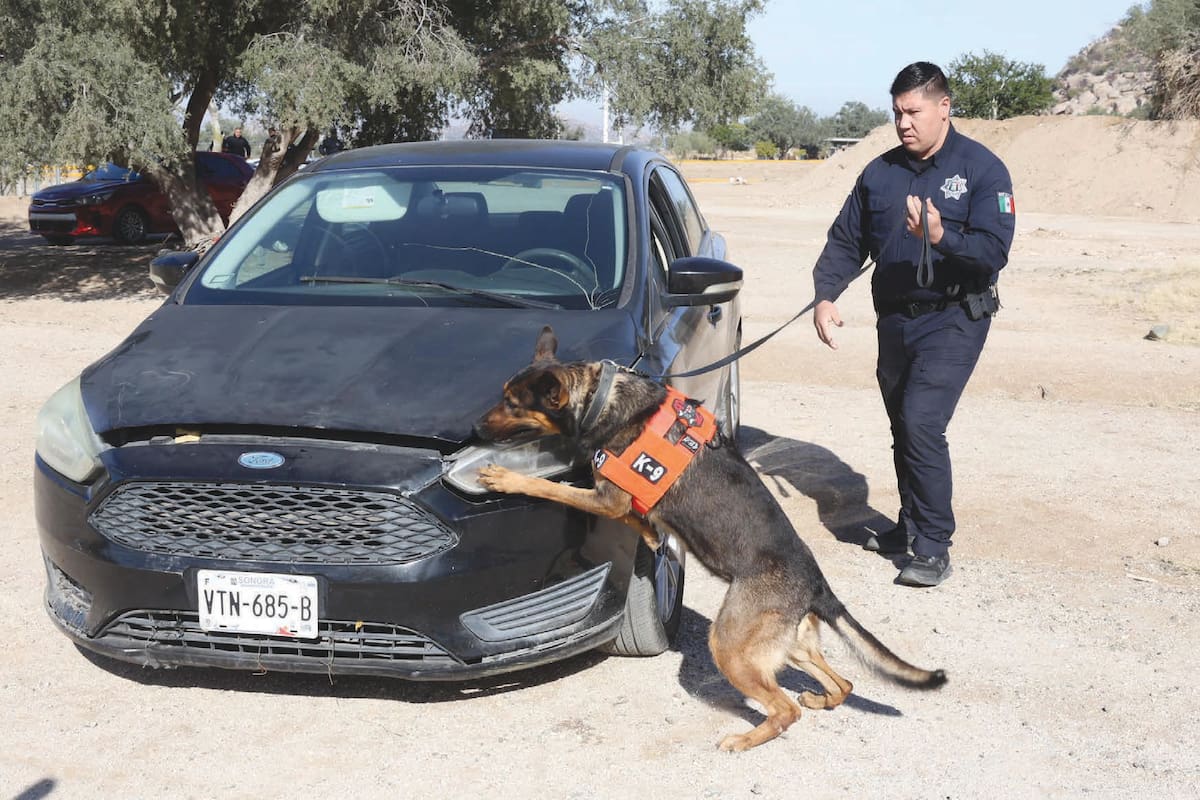 La división canina K-9 de la PESP Sonora detectan desde drogas y explosivos hasta papel moneda