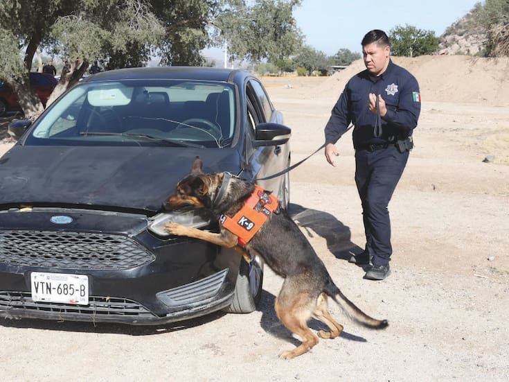 La división canina K-9 de la PESP Sonora detectan desde drogas y explosivos hasta papel moneda