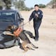La división canina K-9 de la PESP Sonora detectan desde drogas y explosivos hasta papel moneda
