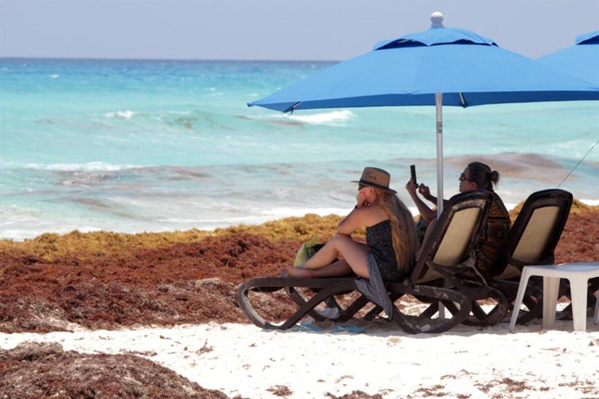 ¿Qué es el sargazo que amenaza playas mexicanas?