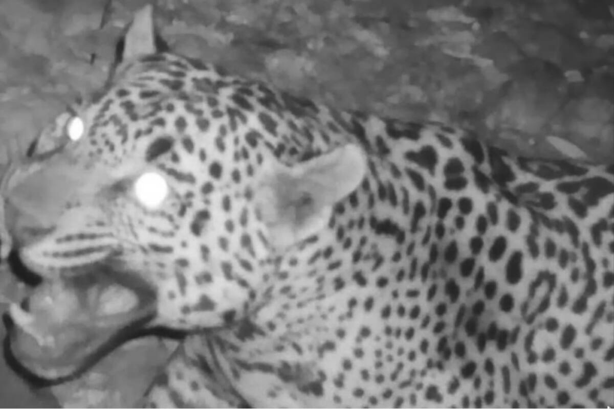 VIDEO: Captan a jaguar cerca de Tucson, Arizona