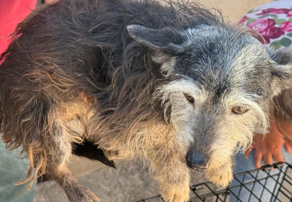 Los perros rescatados estaban sucios, con el pelaje largo, enredado, y sin acceso visible a agua o alimento.