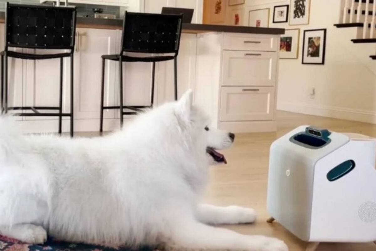 Este gadget se encarga de entrenar a tu perro