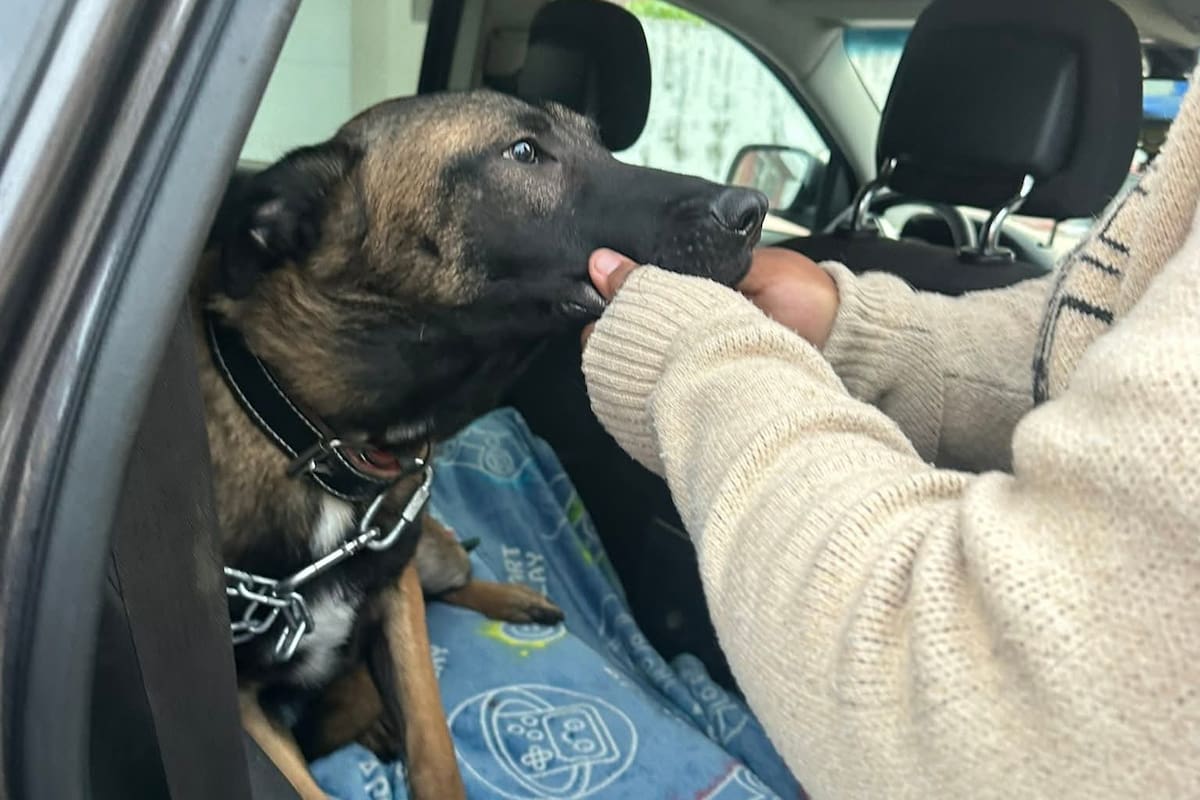 Rescatan a perrita maltratada; buscan a padrinos para realizarse estudios