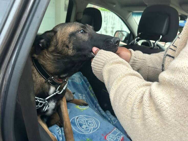 Rescatan a perrita maltratada; buscan a padrinos para realizarse estudios