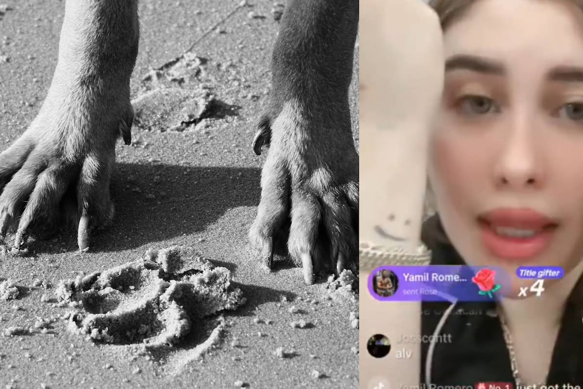 Denunciaron en redes que una empleada del gobierno de Guadalajara asesinó a un perro como parte de un ritual para “quitarse enemigos del camino”