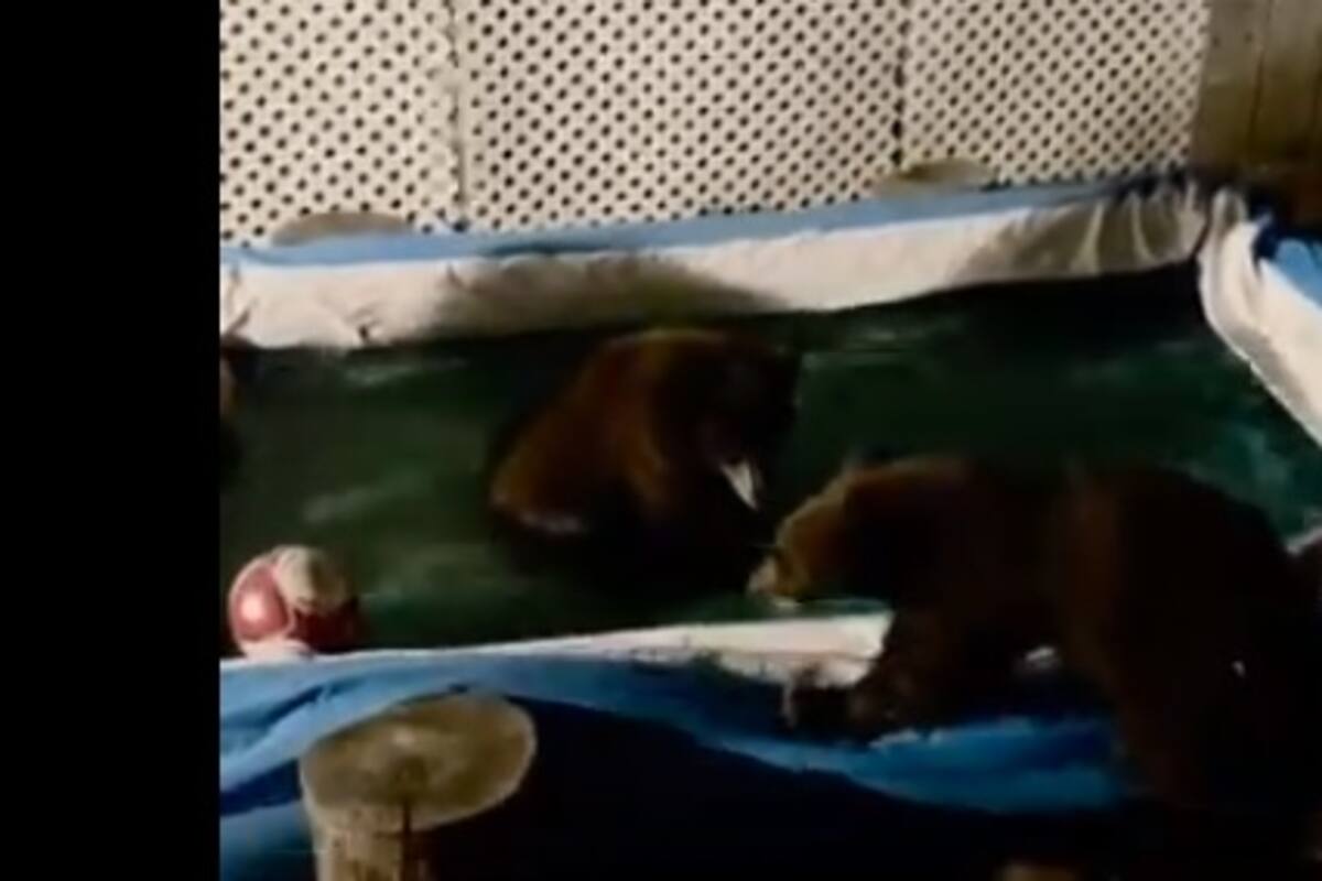 VIDEO: Tres osos pardo visitaron una residencia de California y disfrutaron del calor del verano bañándose en la alberca