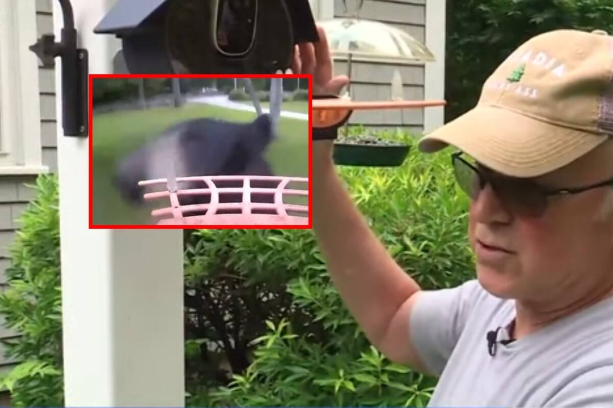 Video: Oso negro intenta robar comida y se graba mientras robaba una cámara