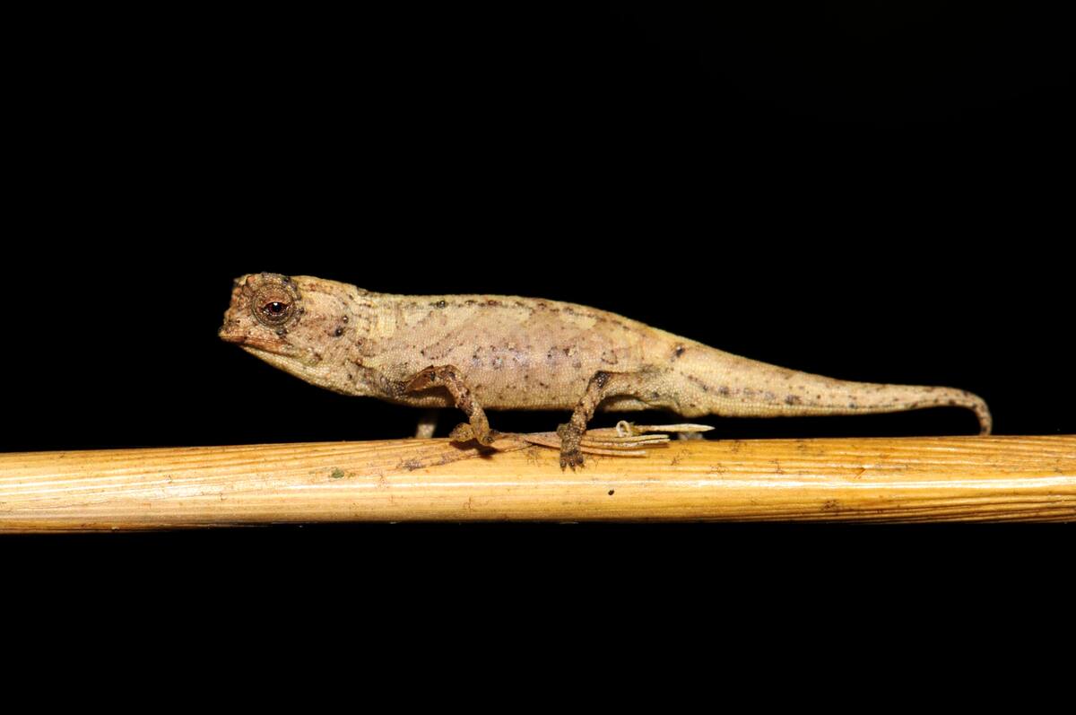 Ejemplar de "brookesia nana" macho posado sobre una fina varilla de madera.Foto cedida por el doctor Frank Glaw.