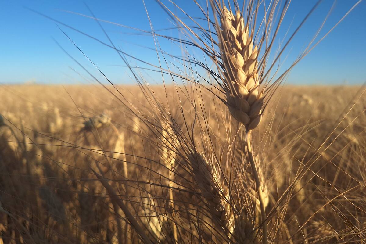 Será trigo embodegado un “respiro”: Productores de Sonora