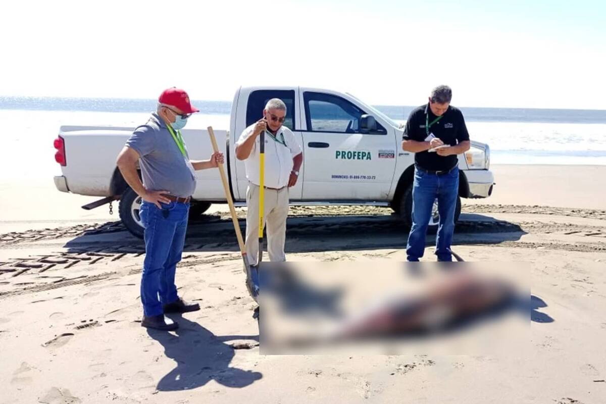 Dos delfines muertos son encontrados en costas de Guasave: Ya suman nueve