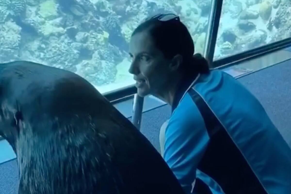 León marino sale a pasear por acuario vacío durante la cuarentena