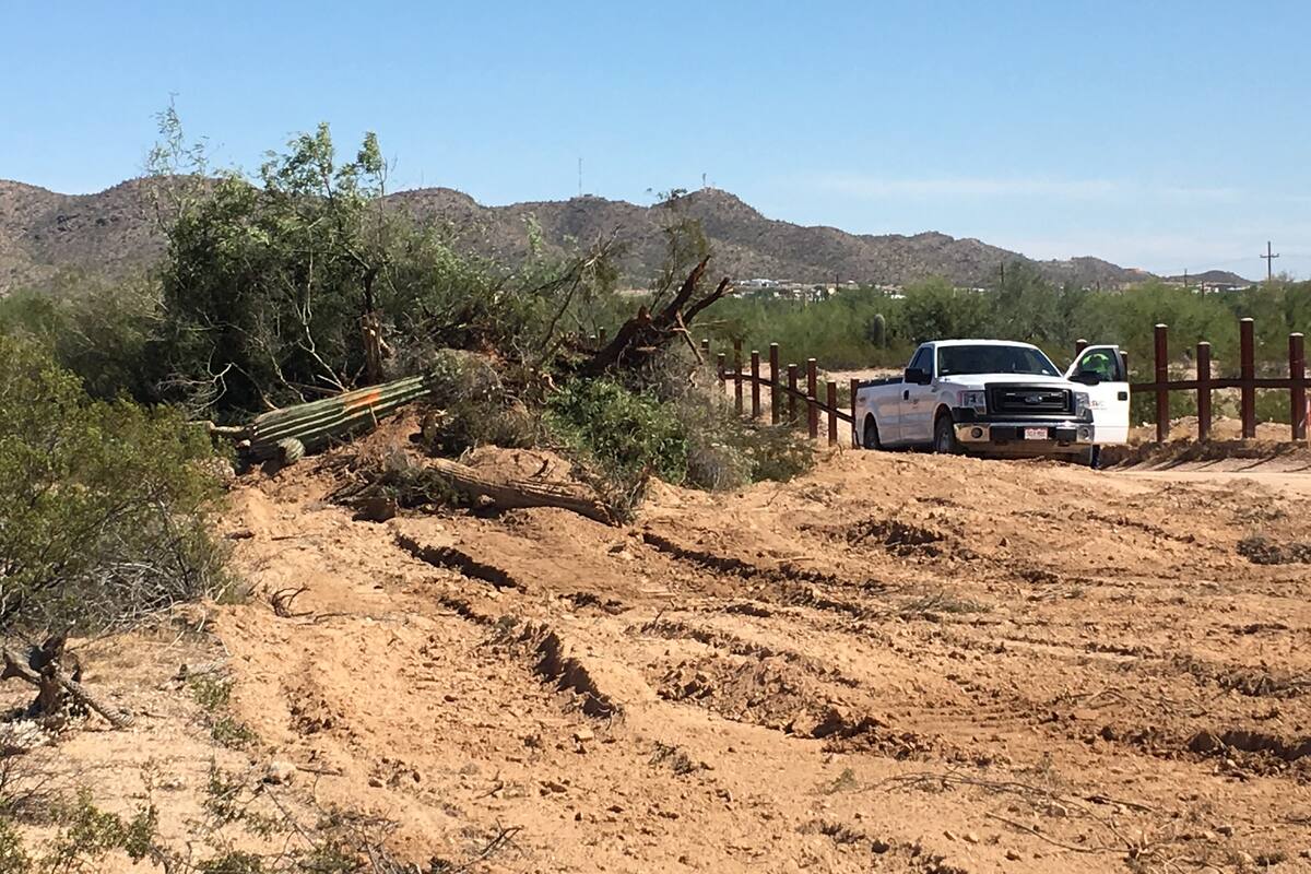 Reubican cactus en el desierto de Arizona tras construcción del muro