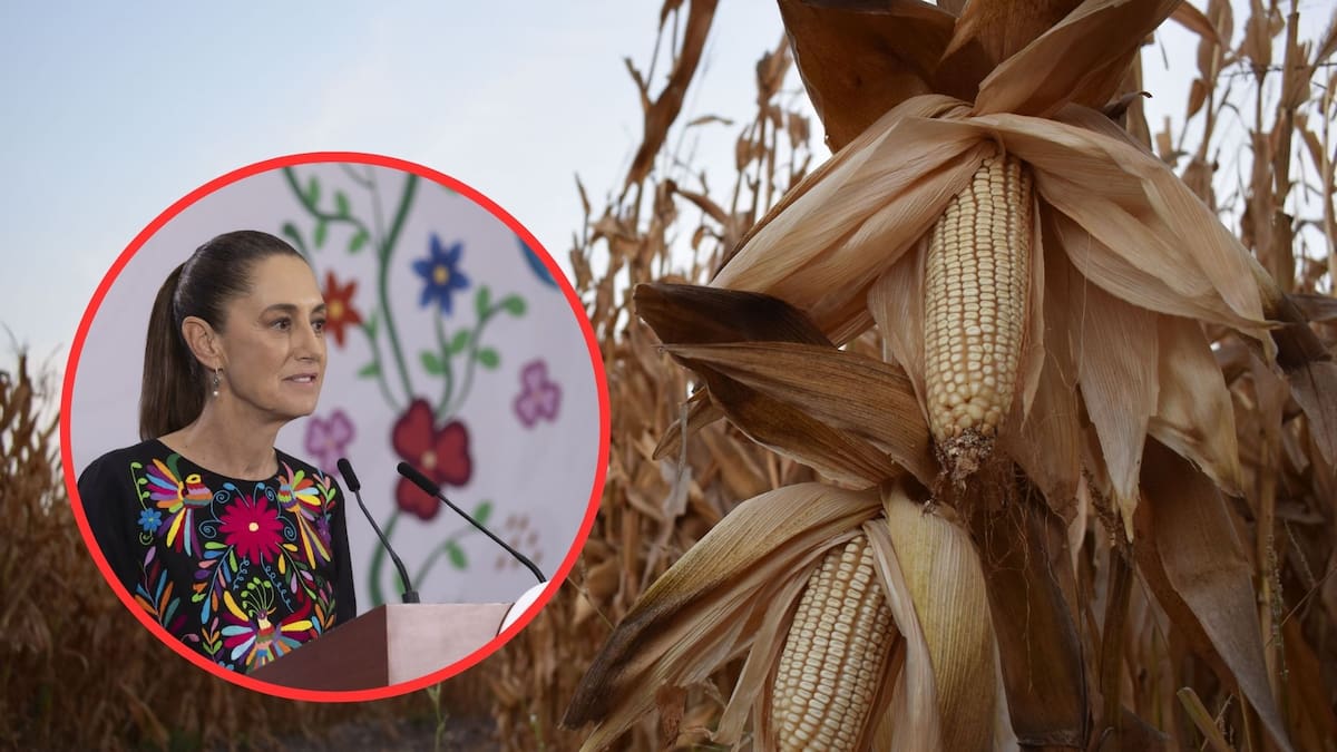 Campesinos califican de “absurdo” el programa “Precio Justo” de Claudia Sheinbaum al dejar fuera a más de dos millones de productores de maíz, alertando por un aumento histórico en la importación de alimentos