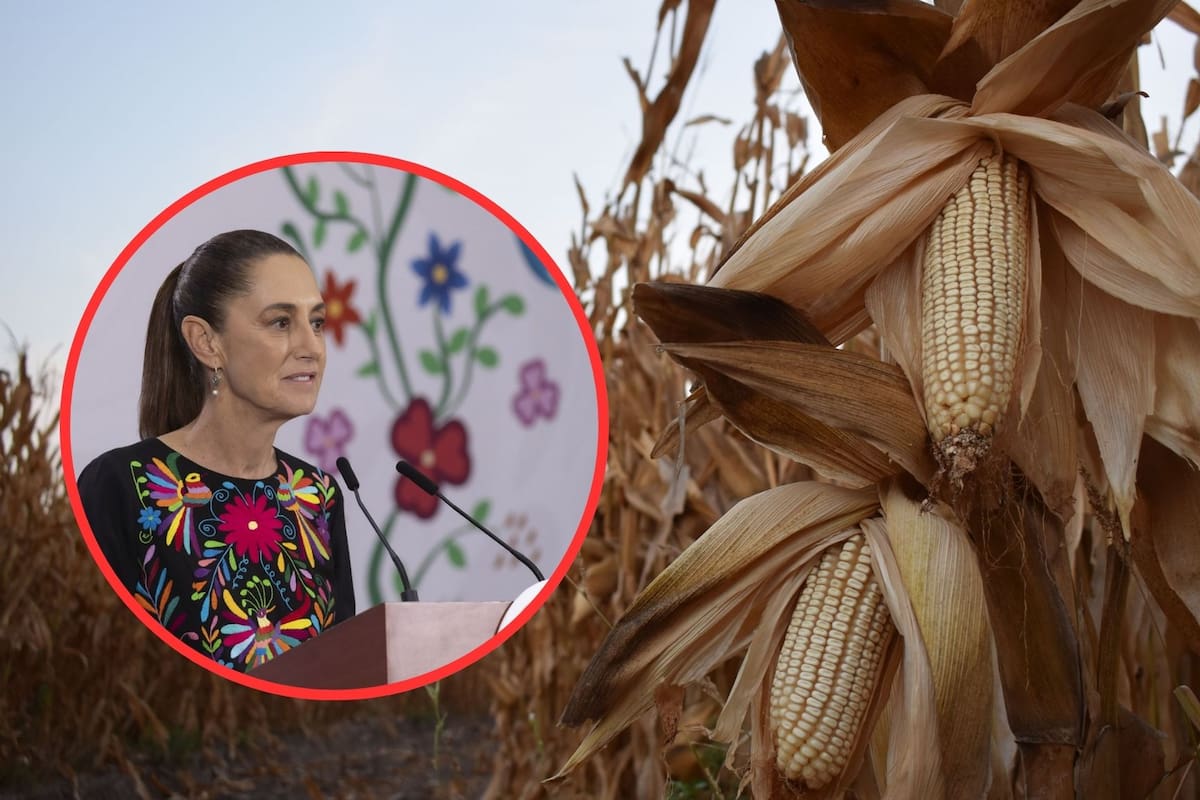 Campesinos califican de “absurdo” el programa “Precio Justo” de Claudia Sheinbaum al dejar fuera a más de dos millones de productores de maíz, alertando por un aumento histórico en la importación de alimentos