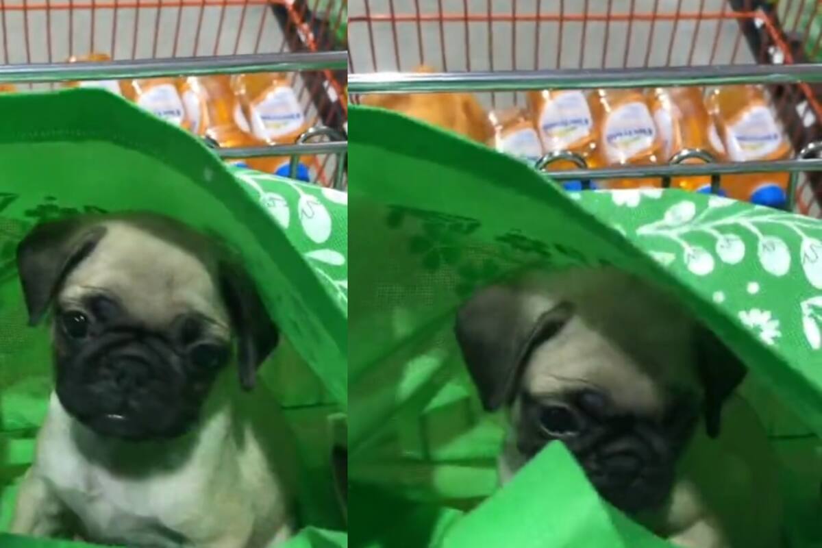 Joven lleva a su perrito al supermercado a escondidas
