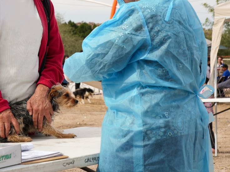 Sonora registra siete muertes por rickettsia y 19 contagios mientras autoridades alertan sobre riesgos y prevención